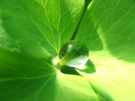 Close-up view on a rain drop on a green leaf