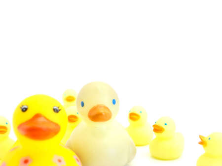 A Mother and Father duck loved by there children          の写真素材