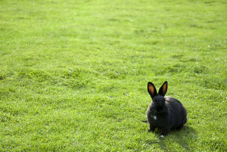 A Black Rabbit inside a green field...の写真素材