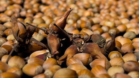 Some hazelnuts held in a short leafy husk inside a pile of peeled hazels...