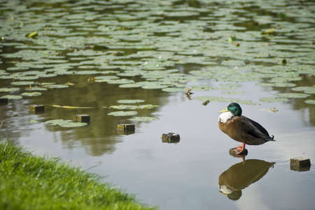 A mallard duck resting and bathing in the sunの写真素材