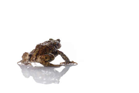A Toad on a white reflective surfaceの写真素材