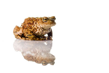 A Toad on a white reflective surfaceの写真素材