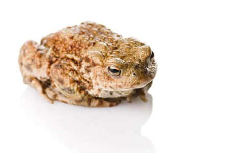 A Toad on a white reflective surface