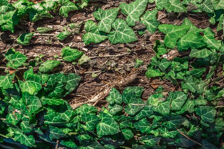 beautiful background, green bindweed on tree barkの写真素材