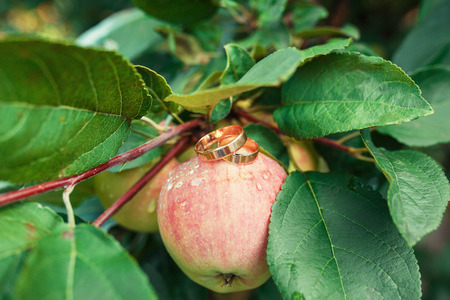 Wedding rings on apples, sprig of mint, closeupの写真素材