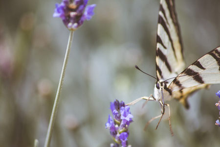Tiger Butterflyの写真素材