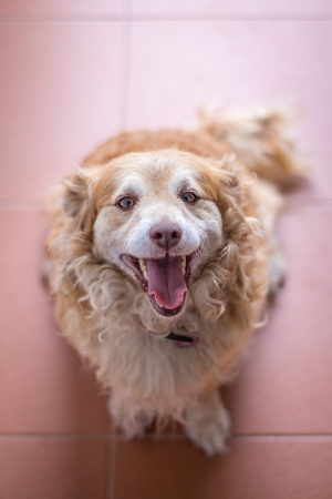 Doggy posing for photoの写真素材