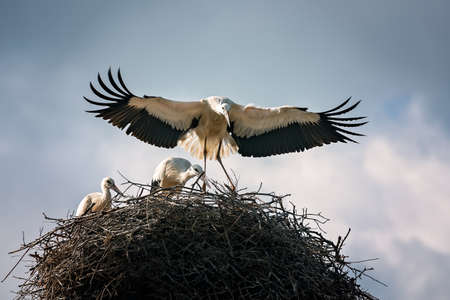 White storkの写真素材