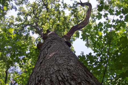 Michigan Tree