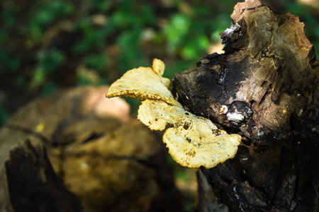 Background image of tiny mushroom on the stump.の写真素材