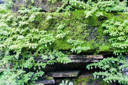 Background image of tiny plant on the wall