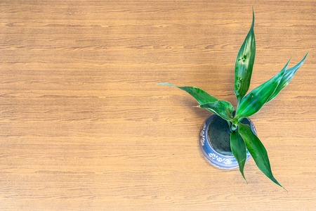 Image of little plant called "Ribbon Plant" in clay jar on the tableの写真素材