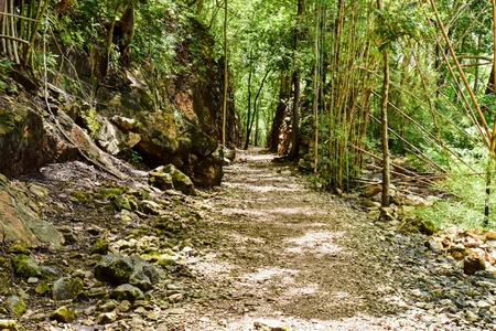 Walkway in the forest on the mountain is so rough and hard to walk but it's very beautiful.の写真素材