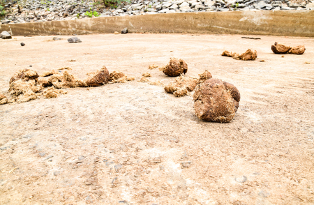 Elephant feces or elephant poo have a valuable in agriculture industrial, it's fertilizer for plant or tree. In thailand country sometime they use it to make a paper.の写真素材
