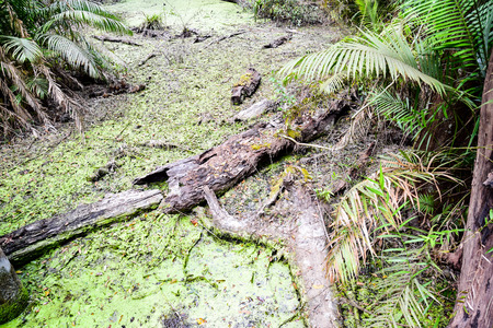 Swamp always covered by aquatic vegetation and sometime have a tree that fall in to them.の素材 [FY310111276385]