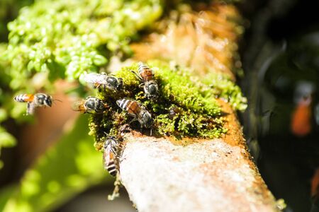 Bee working at small plant and flower to collect the sugary juice and pollen for made them food...