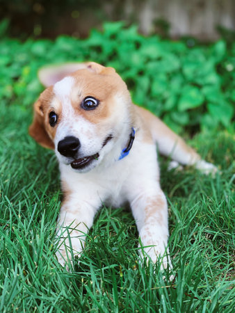 funny silly puppy portrait
