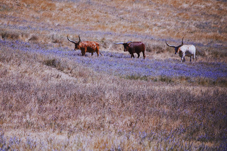 cows in a flower fieldの写真素材