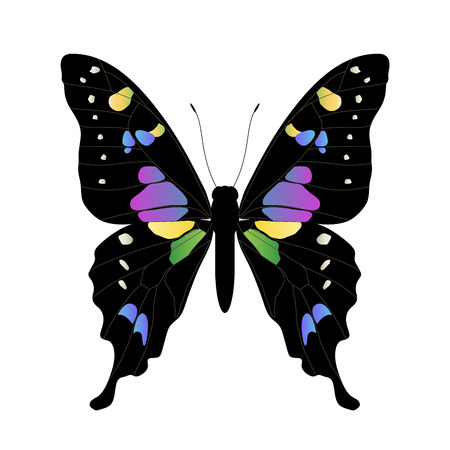 butterfly illustration. Dark big colorful butterflyのイラスト素材