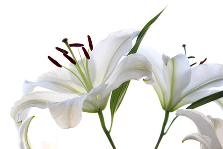 White lily. Flowers isolated on white backgroundの写真素材