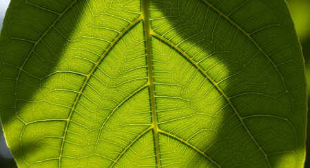 Close-up of a vibrant green leaf, intricate vein structure backlit by sun.の素材