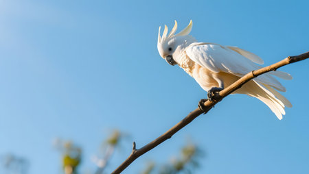 Majestic white cockatoo perched on a branch under a clear blue sky, wildlife.の素材