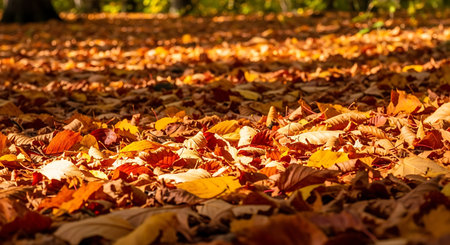Autumn leaves on the ground in the park. Colorful autumn backgroundの素材