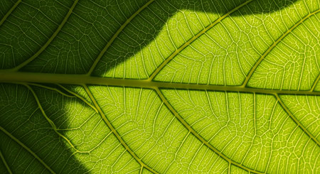 Close up of green leaf texture with sunlight and shadow. Nature backgroundの素材