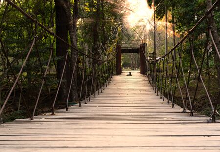 Ground level view of a steel suspension foot bridge in a tropical forest - Wooden slat river crossing adventure trail with a dog watching the warm sun rays through the treesの写真素材