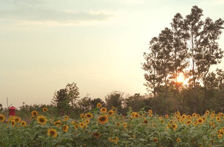 View over a rural coutryside Sunflower farm with a warm summer filter - Sun flower plantation field next to a forest and bright orange sunset shining through the forest trees - imageの写真素材