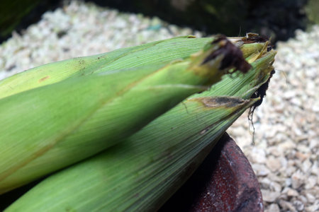 Close up of a corn on the cob in a flower pot.の写真素材