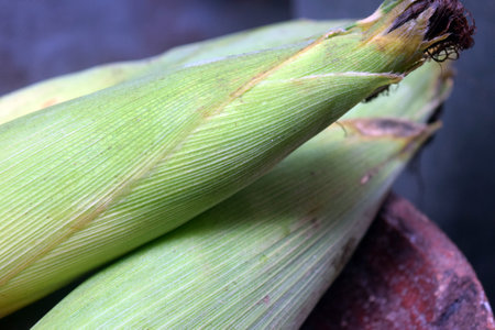 Close up of corn on the cob in the garden, Thailand.の写真素材