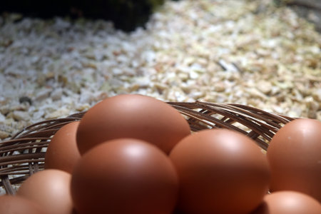 Eggs in a basket on the floor in the garden.