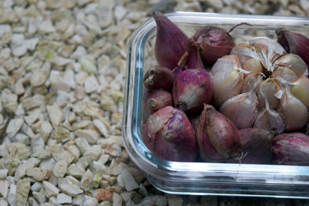garlic and shallot in a plastic box on the gravel backgroundの写真素材