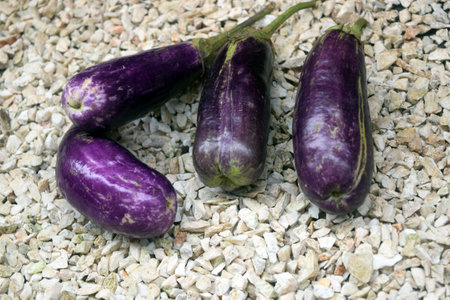 Purple eggplants on pebbles background, stock photoの写真素材