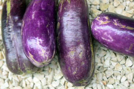Purple eggplants on pebbles background, stock photoの写真素材