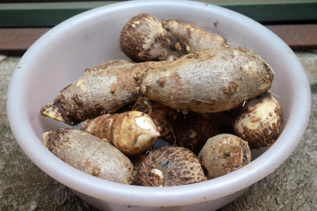 taro tubers that have just been harvested have been washed thoroughly.の写真素材