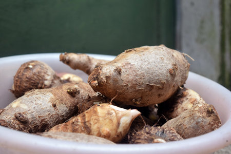 taro tubers that have just been harvested have been washed thoroughlyの写真素材