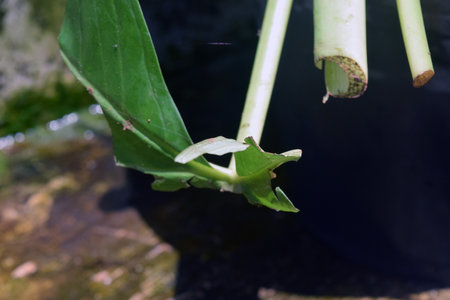 Close up of the leaves of a green banana tree in the garden