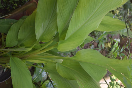 Close up of green leaves of Calathea rotundifoliaの写真素材