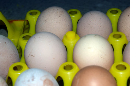 Eggs in a plastic egg carton box. Selective focus.の写真素材