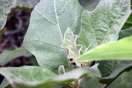 Eggplant plant in the garden, closeup of green leavesの写真素材
