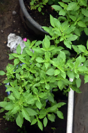 Pepper seedlings in pots on the market, closeup of photoの写真素材