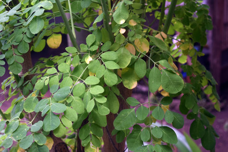 Moringa oleifera tree with green leaves and fruitsの写真素材