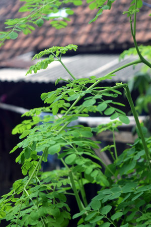 Moringa oleifera, also known as Moringa oleiferaの写真素材