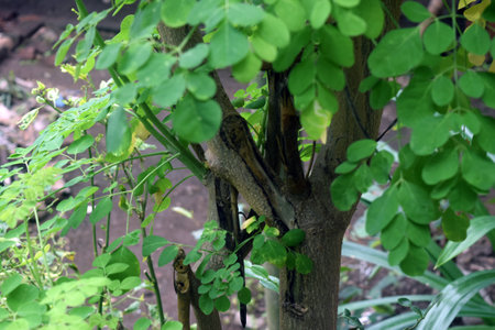 green leaves on tree in the garden. Green leaves on a tree.の写真素材