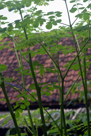 moringa oleifera leaves in the garden, stock photoの写真素材