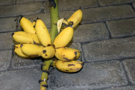Banana tree with ripe yellow bananas on the cobblestone streetの写真素材