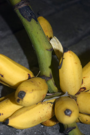 Bunch of bananas on a tree, close-up, selective focusの写真素材